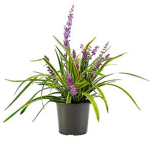 2.5 Qt. Variegated Liriope Plant with Grass-Like Green and Creamy White Leaves