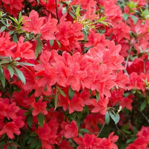 2.25 Gal. Fashion Azalea Plant with Red Blooms