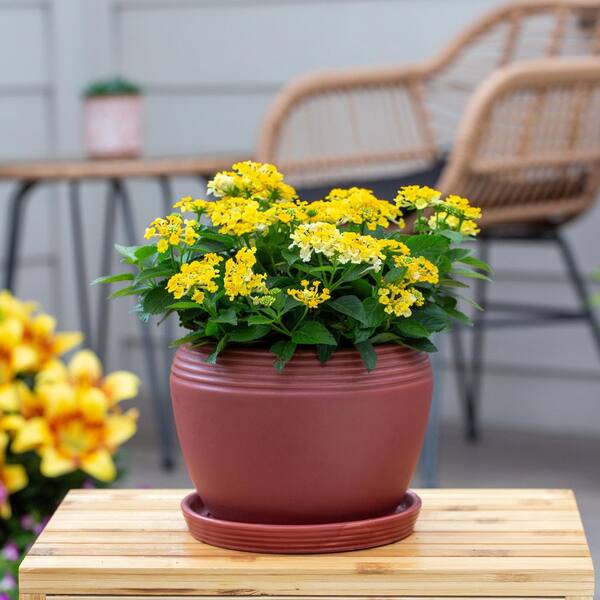 Vigoro 1.5 Pt. Lantana Bandana Gold Yellow Annual Plant (5-Pack