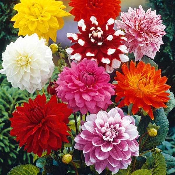 Van Zyverden Dahlia Zingaro Dormant Bulb Full Sun, Multi-Color