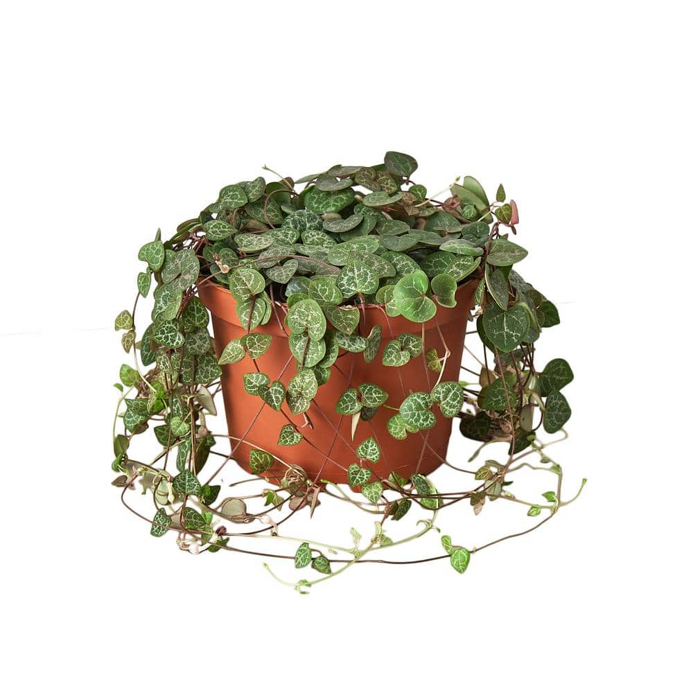 Succulent String of Hearts (Ceropegia woodii) Plant in 6 in. Grower Pot