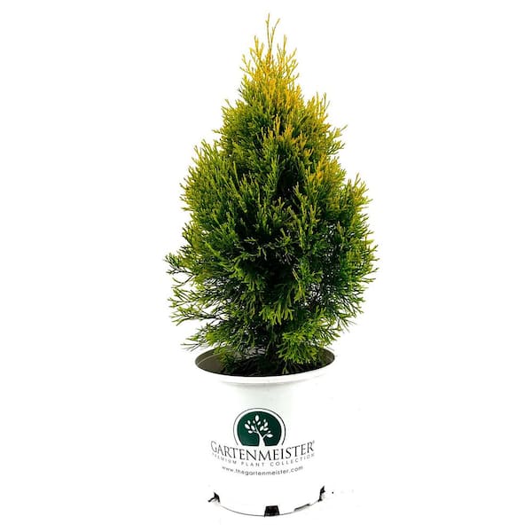 2.0 Gal Janed Gold Arborvitae (Thuja o. Janed Gold) Evergreen