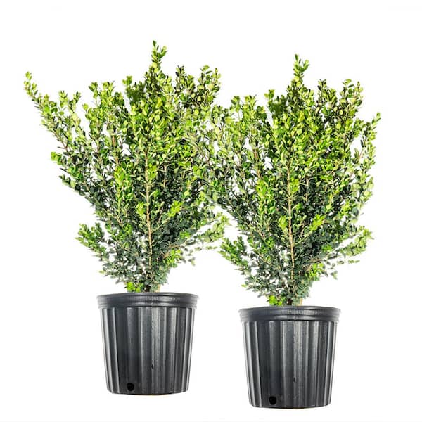 3 Gal. Wintergreen Boxwood Shrub (2-Pack)