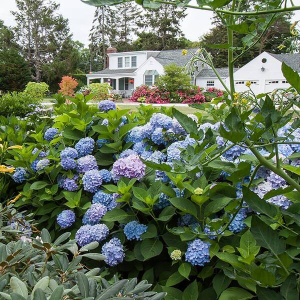 Endless Summer 1 Gal. Original Hydrangea Plant with Pink and Blue 
