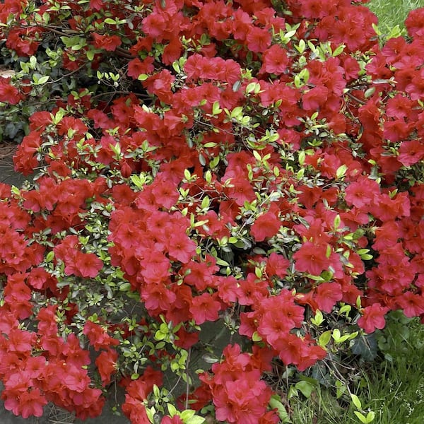 national PLANT NETWORK 2.5 Quart Azalea 'Christina' Flowering Shrub with Red Flowers