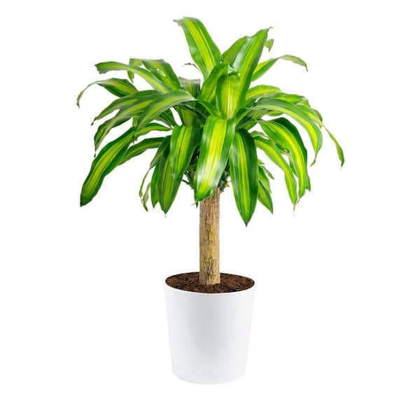 Costa Farms Mass Cane Indoor Plant in 8.75 in. Decor Pot, Avg. Shipping Height 2-3 ft. Tall