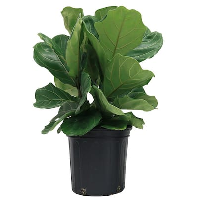 Fiddle Leaf Fig - Indoor Plants - Garden Center - The Home Depot