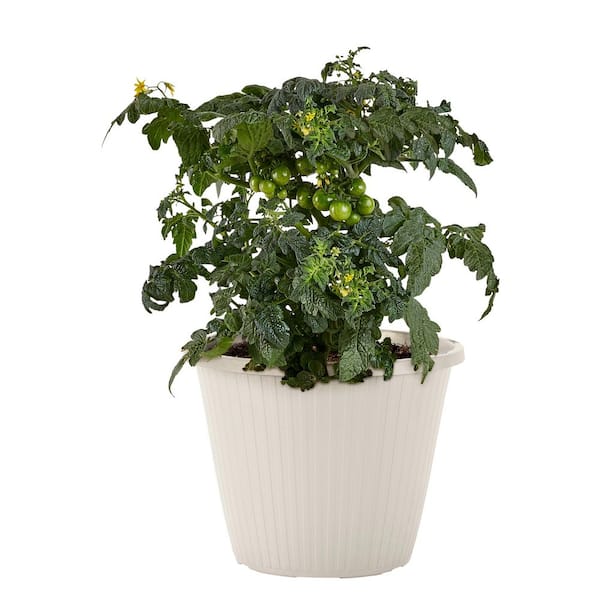 Bonnie Plants 0.94 Gal. Tiny Temptations Tomato, Live Plant 208212
