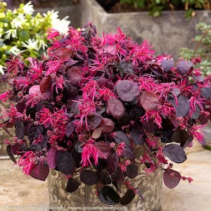 2 Gal. Jazz Hands Bold Loropetalum Flowering Shrub with Dark Purple Black Leaves and Showy Pink Blooms