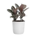 Rubber Plant Ficus Burgandy Plant 24. in to 34 in. Tall in 10 in. White Decor Pot