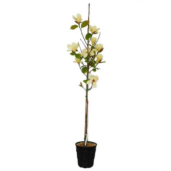1 gal. Japanese Deciduous Stewartia Tree with White Flowers 2-pack