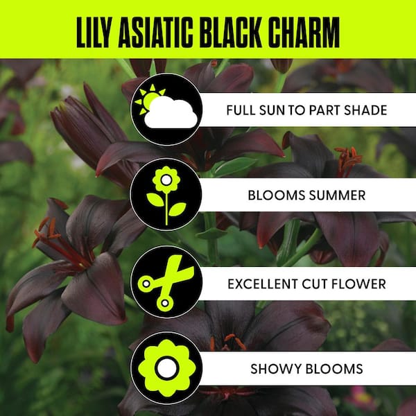 VAN ZYVERDEN Lilies Asiatic Black Charm Bulbs (7-Pack) 11356 - The