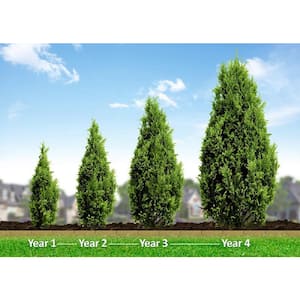 15 in. Thuja (Arborvitae) Live Evergreen Shrub in Red Holiday Pot and Bow