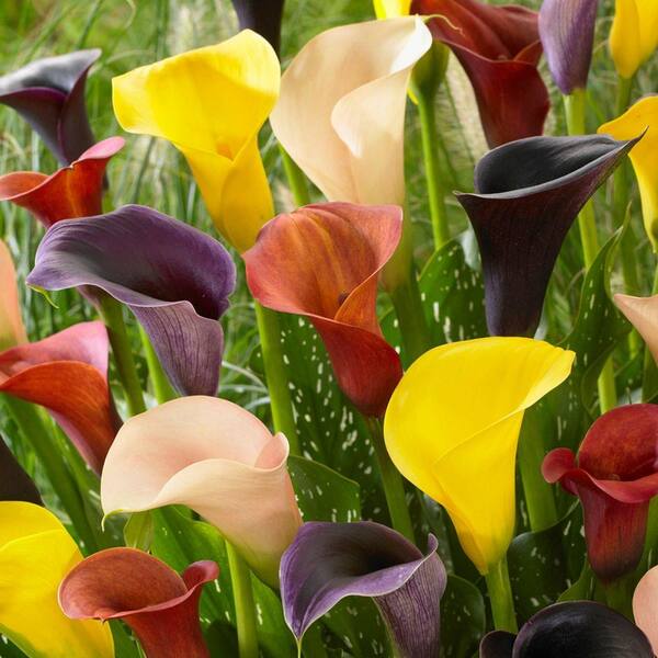 Bloomsz Mixed Calla Bulbs (8-Pack)