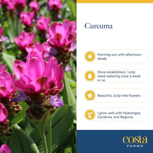 Costa Farms Grower's Choice Curcuma Outdoor Plant in 3 Qt. Grower