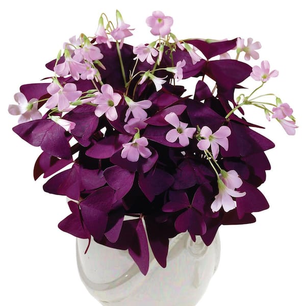 Van Bourgondien Burgundy Shamrock Dormant Bulbs (25-Pack)