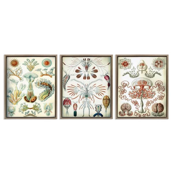 Vintage Microscopic Crustacean by Graffi*tee Studio 3 Piece Brown Floater Frame Animal Graphic Art Print 31 in. x 25 in.