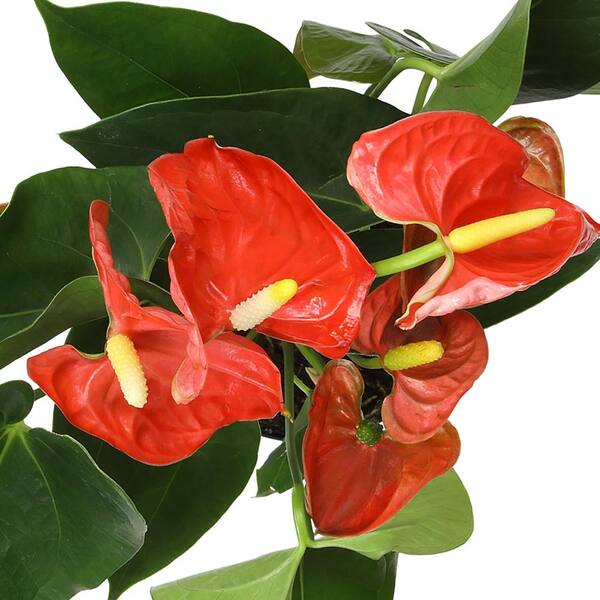 birkin philodendron white leaves Philodendron Birkin Plants for Sale main image 0
