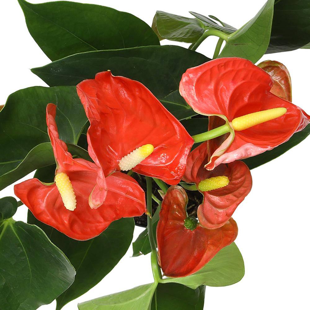 Large Orange Anthurium in White Planter