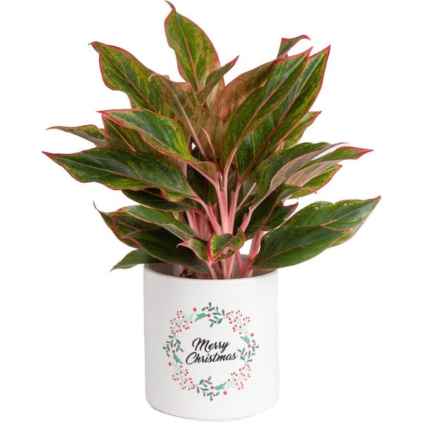 Costa Farms Aglaonema Indoor Chinese Evergreen Plant in 6 in. Ceramic Pot, Avg. Shipping Height 1-2 ft. Tall