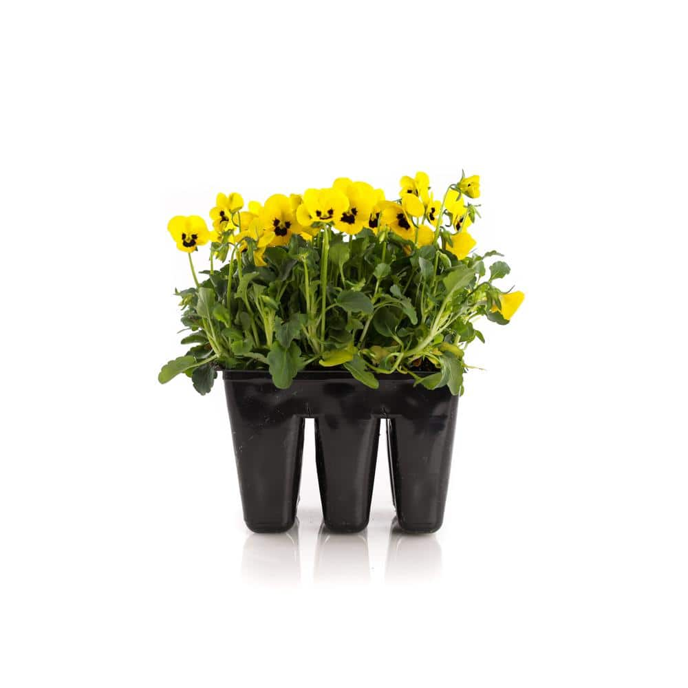 Viola Plant (6-Pack) 1002971792 - The Home Depot