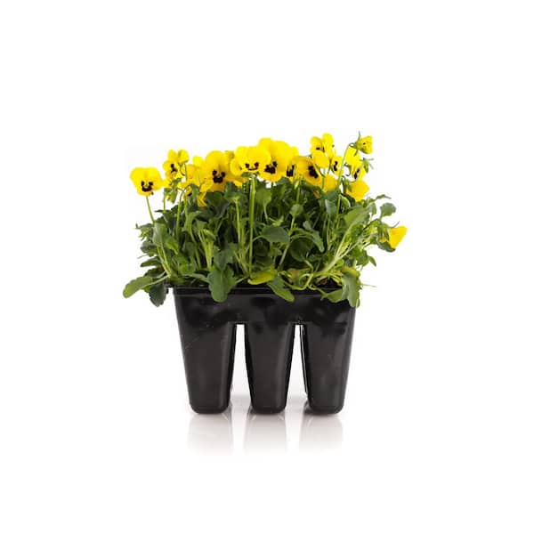Unbranded Viola Plant (6-Pack)