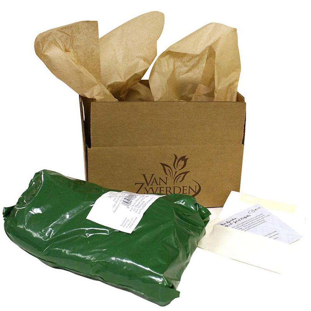 Rebecca's World Dahlia Bulbs Set of 5 in Assorted Colors