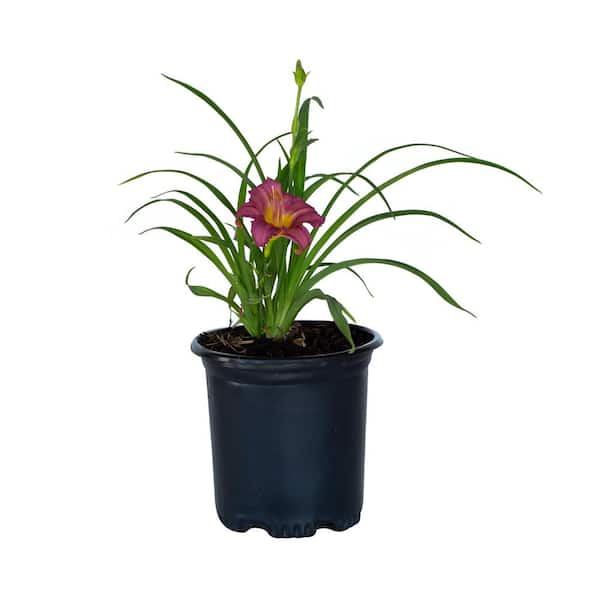 FLOWERWOOD 2.5 Qt. Purple De Oro Daylily, Live Perennial Plant, Purple Blooms with Yellow Throats