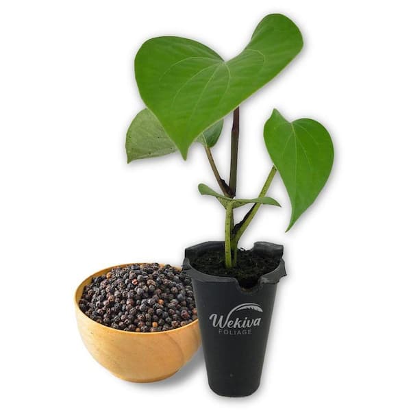 artificial realistic plants Nearly Natural 5-ft Large Leaf Philodendron Artificial Plant in Slate Planter (Real Touch) main image 0