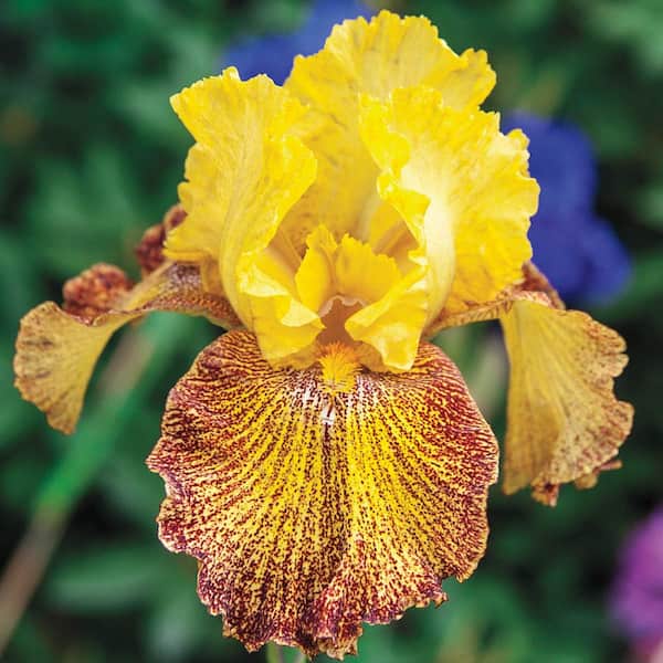 Breck's Jitterbug Bearded Iris Live Bareroot Plant Yellow and Red Flowers (5-Pack)