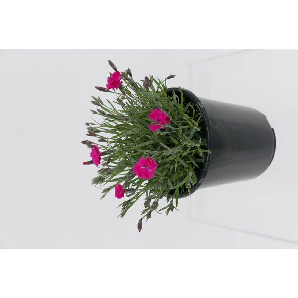 2.5 qt. Perennial Dianthus Vivid Bright Lights