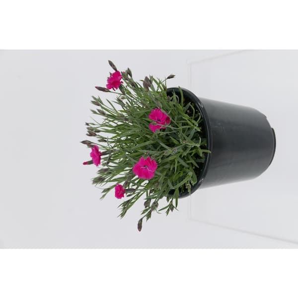 Unbranded 2.5 qt. Perennial Dianthus Vivid Bright Lights