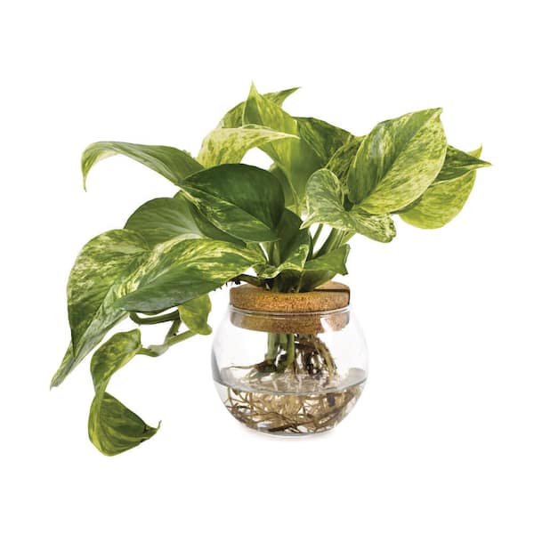 4 in. Epipremnum Snow Mornings Indoor Plant in Hydroponic Glass Bowl
