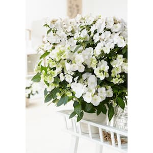 1 Gal. Fairytrail Bride (Cascade Hydrangea) Live Plant, Shrub, White Flowers