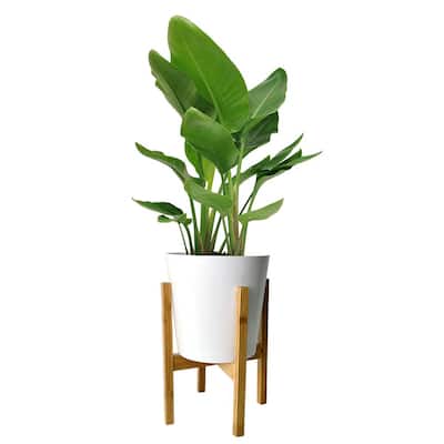 Bird of Paradise Plant in 10 in. White Cylinder Pot and Stand