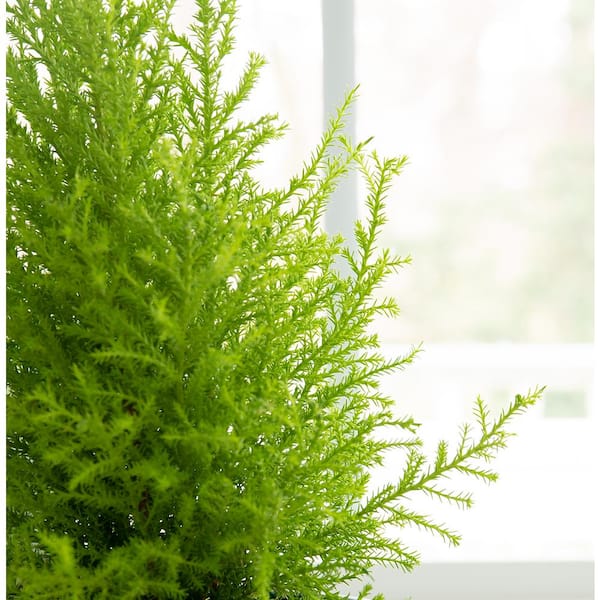 1.0 Qt. Perennial Cupressus Lemon Cypress (4-Pack) 1054 - The Home Depot