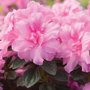 3 Gal. Autumn Carnation Reblooming Azalea Shrub with Pink Flowers