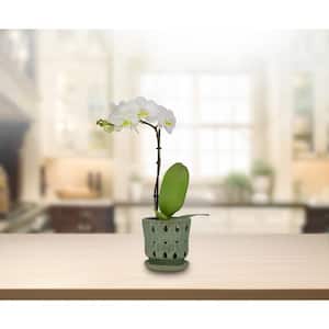 New 7" Sage Green Brown Reactive Glaze Succulent Cactus Oval Planter Plant Pot 