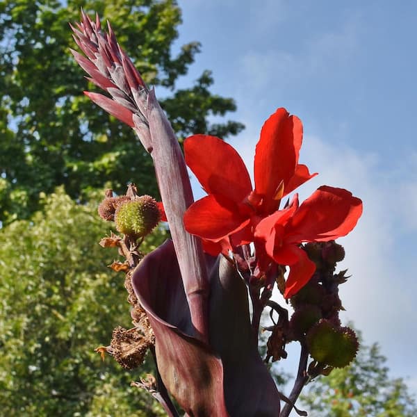 boom plant Boom Boom White