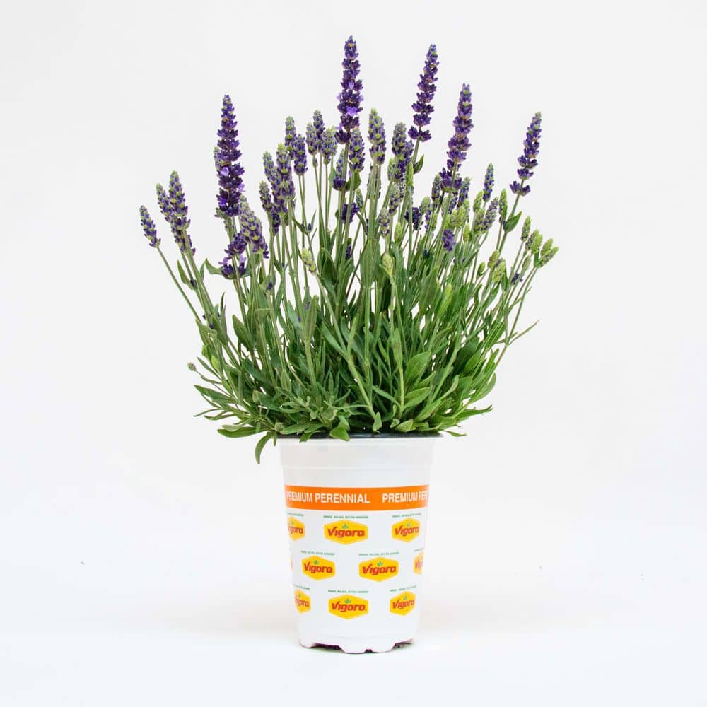 1 Qrt Blue Spear Lavender Blue (4-Pack) price history on PriceWatchPro