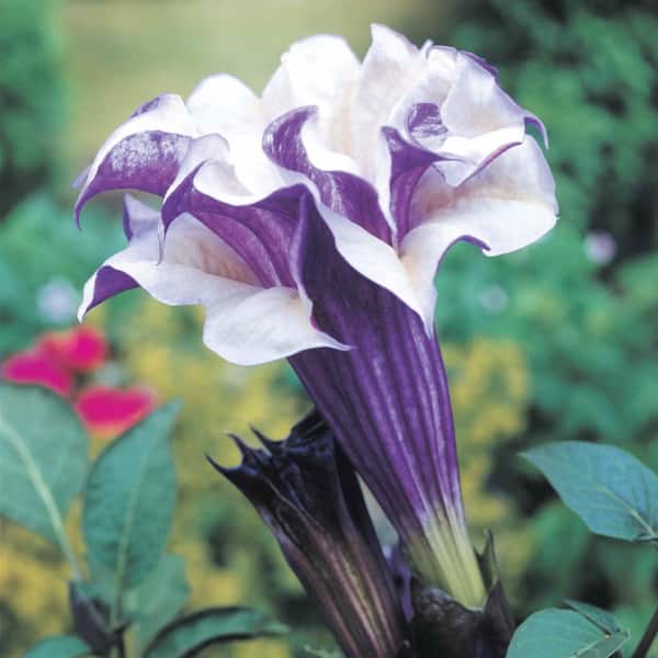 Purple Flowering People Eater Angel Trumpet Datura Perennial Starter Plant (1-Pack)