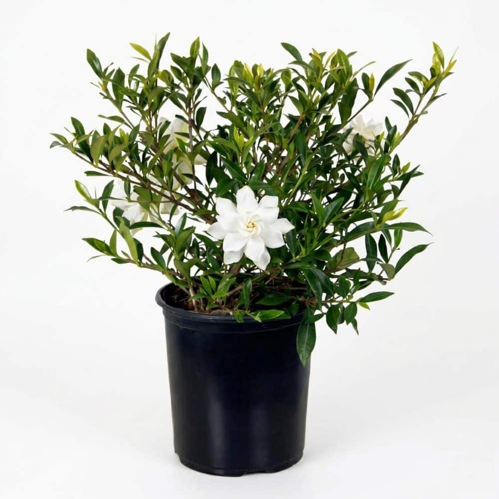 FLOWERWOOD 2.5 Qt. Radicans Gardenia, Live Evergreen Shrub, White