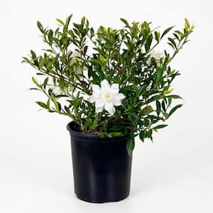 2.5 Qt. Radicans Gardenia, Live Evergreen Shrub, White Fragrant Blooms