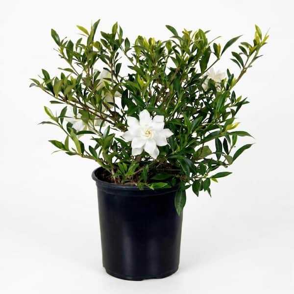 2.5 Qt. Radicans Gardenia, Live Evergreen Shrub, White Fragrant Blooms