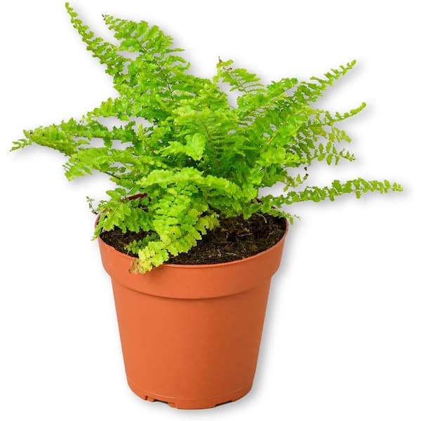 Cotton Candy Fern-Live Starter Plant in a 4 in. Grower's Pots-Nephrolepis Exaltata-Foliage for Your Garden