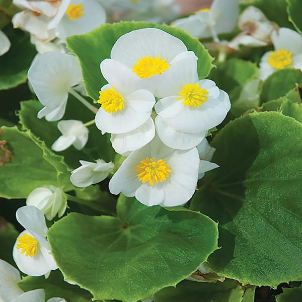Unbranded 10 in. Green Leaf White Begonia Plant (12-Pack)