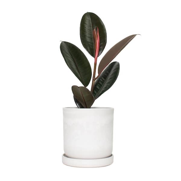 national PLANT NETWORK 5 in. Stonewash Recycled Planter with Saucer and 4 in. Ficus Burgundy Plant (1-Piece)
