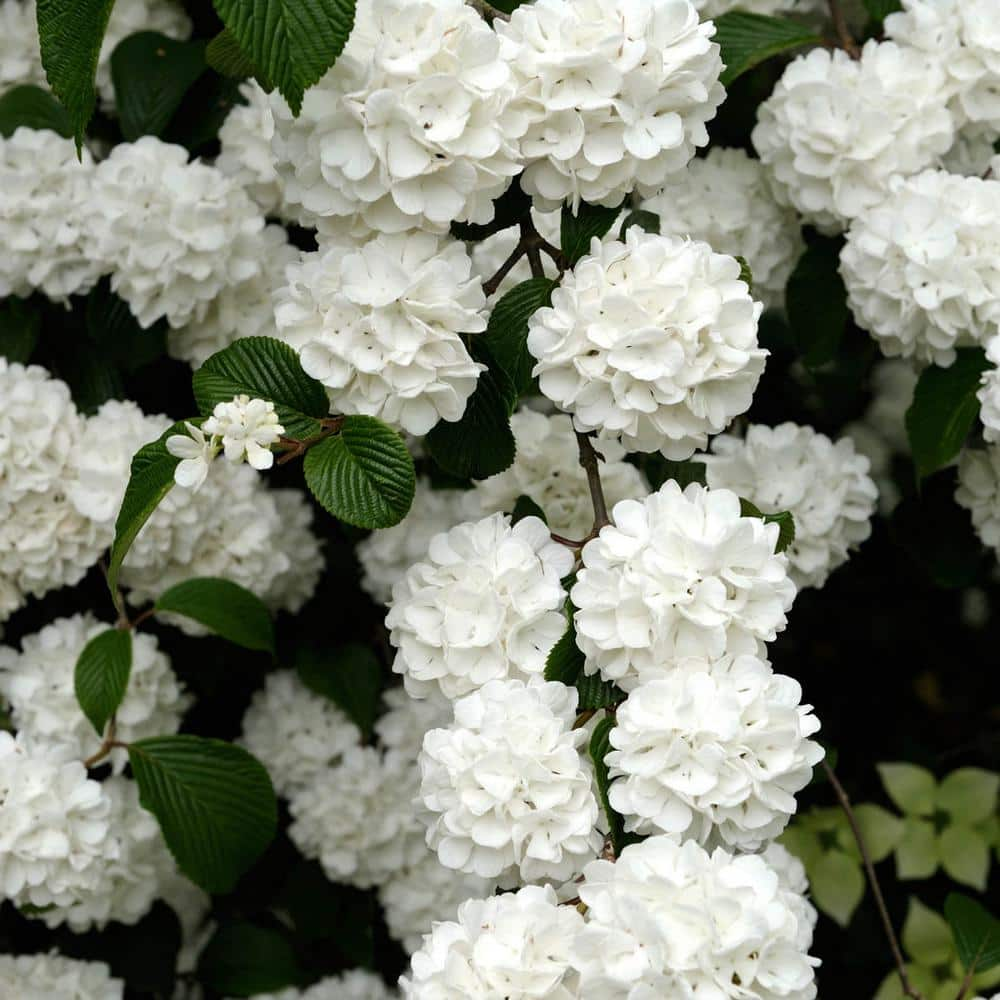 Gardens Alive! 9 in. Tall to 12 in. Tall Snowball Viburnum (Viburnum ...