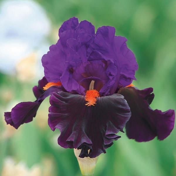 Spring Hill Nurseries Fiery Temper German Iris, Bare Root Perennial Rhizome (1-Pack)