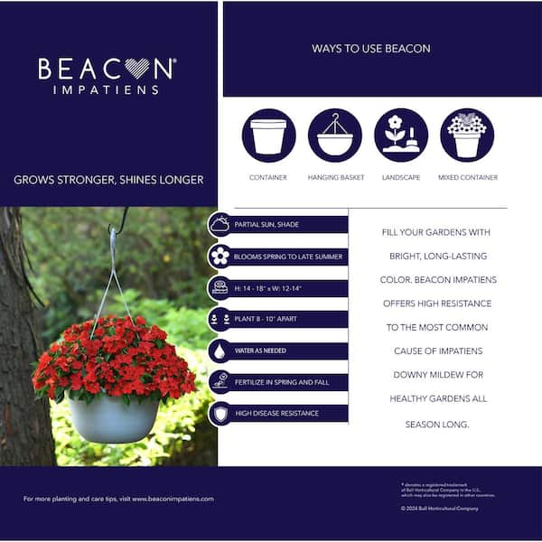 4.5 In. Red Beacon Impatiens Outdoor Annual Plant with Red Flowers